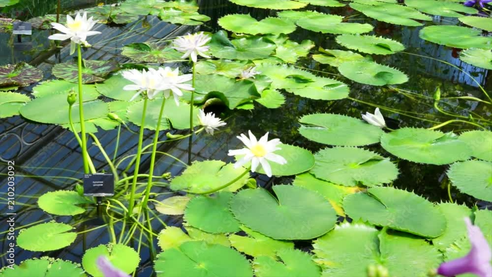 waterlilies