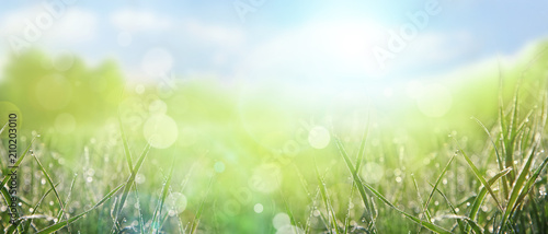 Fototapeta Naklejka Na Ścianę i Meble -  Gras im Frühling