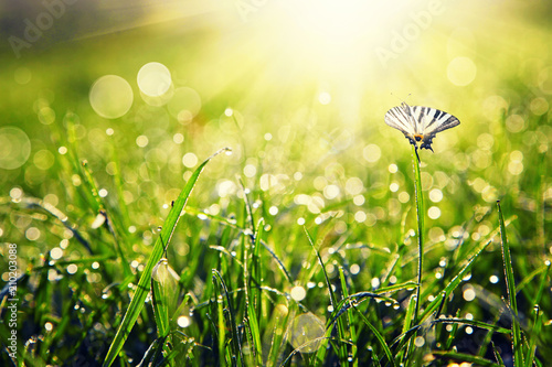 Wunderschöner Schmetterling