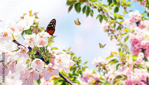 Wunderschöne Schmetterlinge