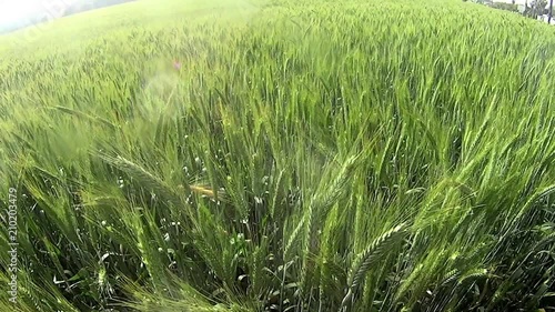 Wheat field at sunrise on a sunny day