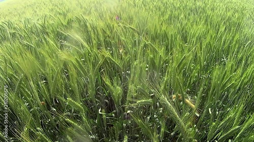 Wheat field at sunrise on a sunny day