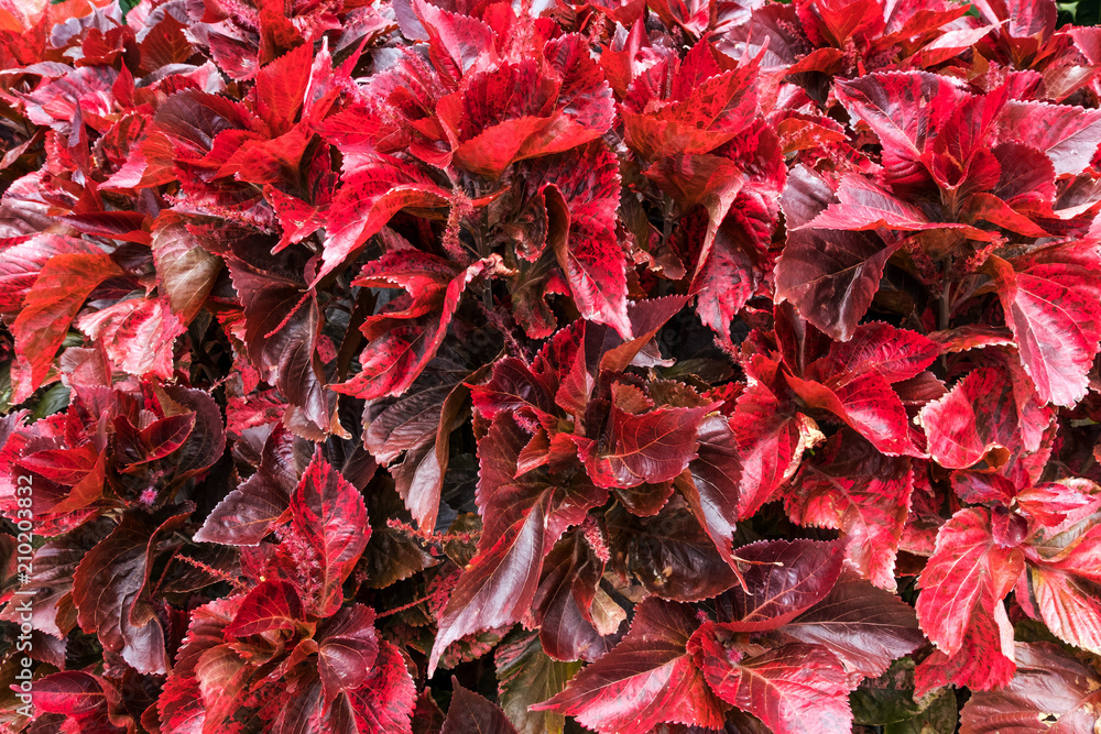 Rote dekorative Blätter 