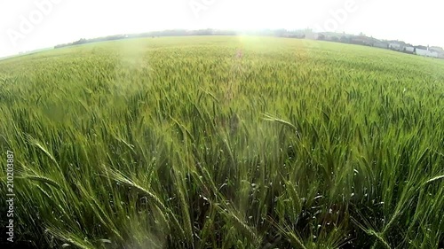 Wheat field at sunrise on a sunny day