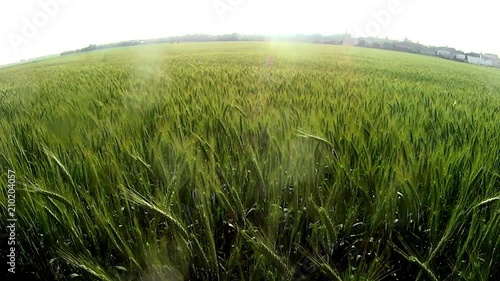 Wheat field at sunrise on a sunny day