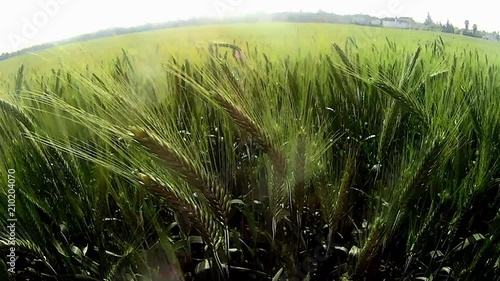 Wheat field at sunrise on a sunny day