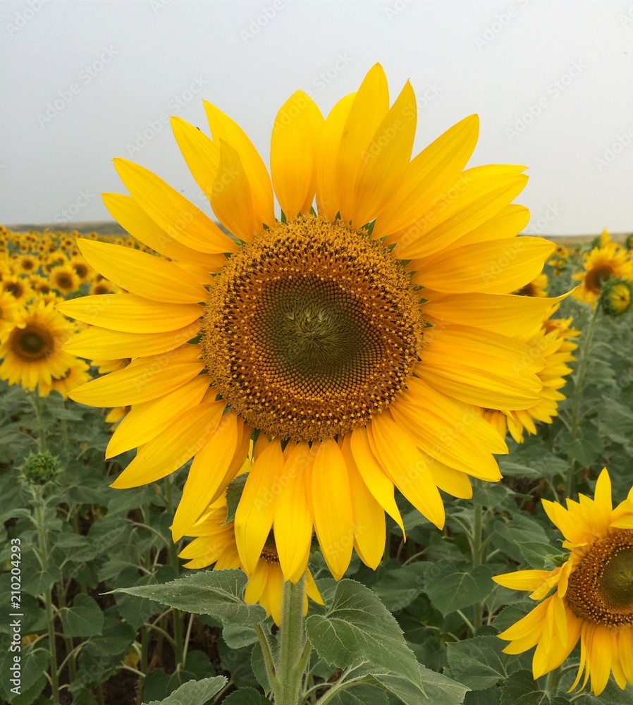 Naklejka premium sunflower
