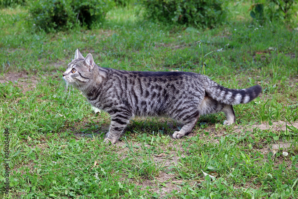 Naklejka premium cat in the garden