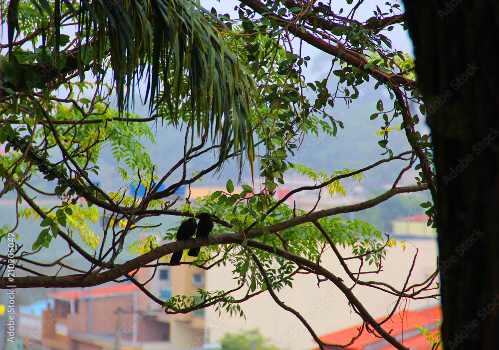 Fototapeta premium Pássaro Preto