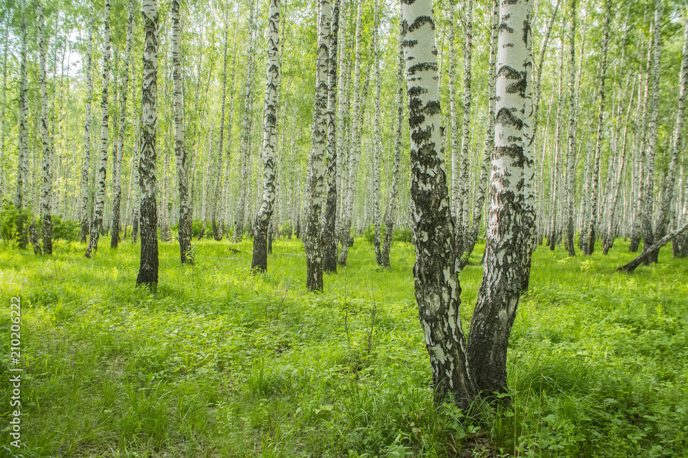Fototapeta premium letni brzozowy las