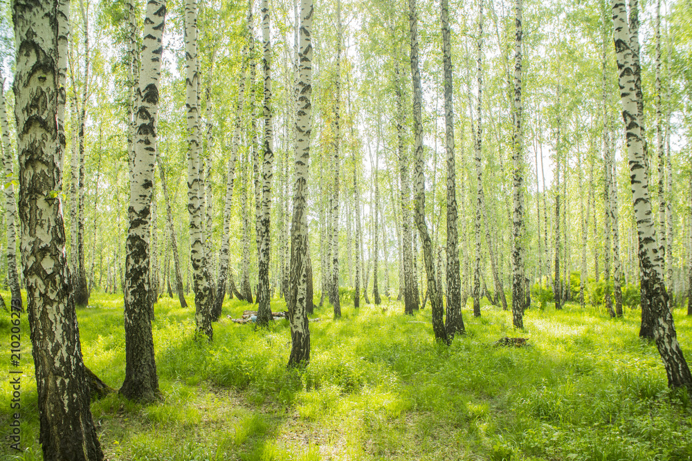 Obraz premium letni brzozowy las