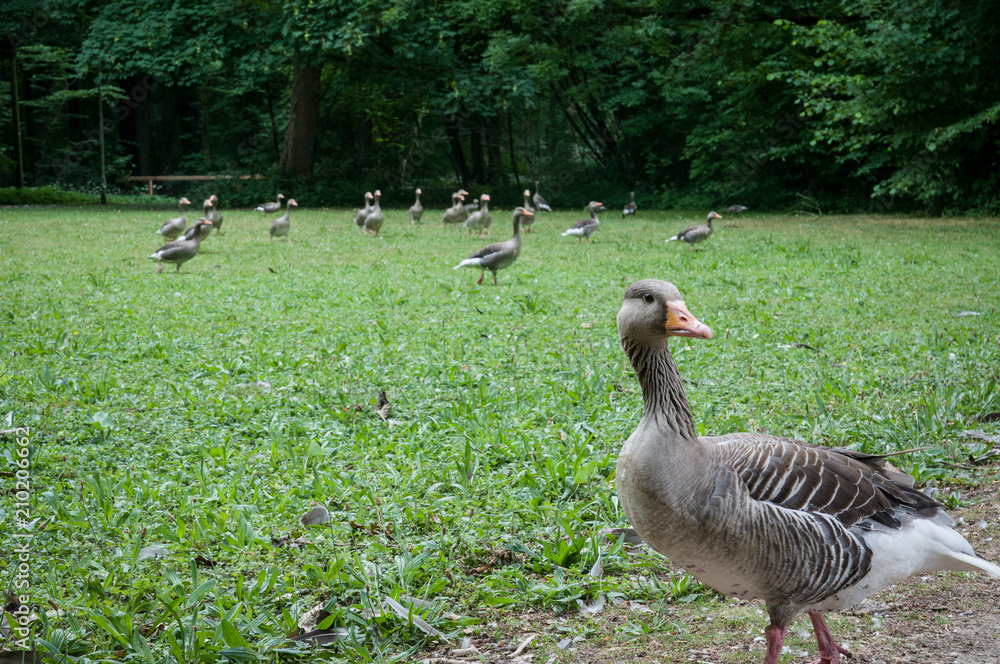 Fototapeta premium Gänse auf einer grünen Wiese