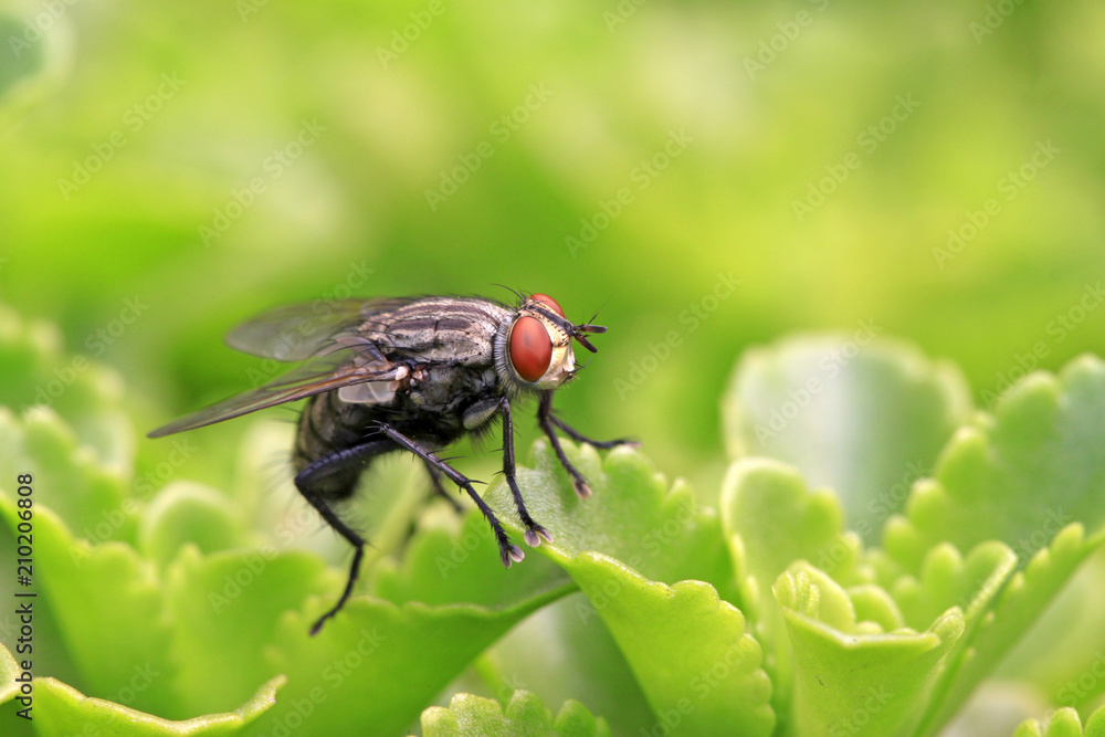 closeup of flies closeup of flies