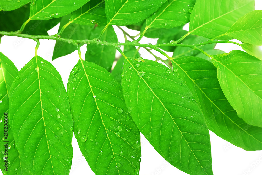 Fototapeta premium Water drops on the leaves on white background