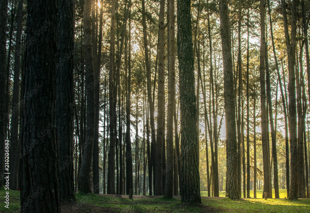 Fototapeta premium Pine trees in the forest. Bark And the tall corners of tall pines see the sky.