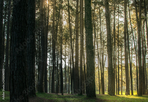 Pine trees in the forest. Bark And the tall corners of tall pines see the sky.