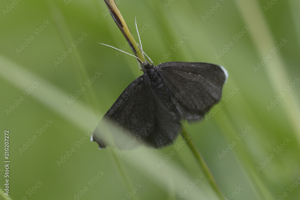 Obraz premium Black butterfly sitting on a plant stem in front of a blurred background