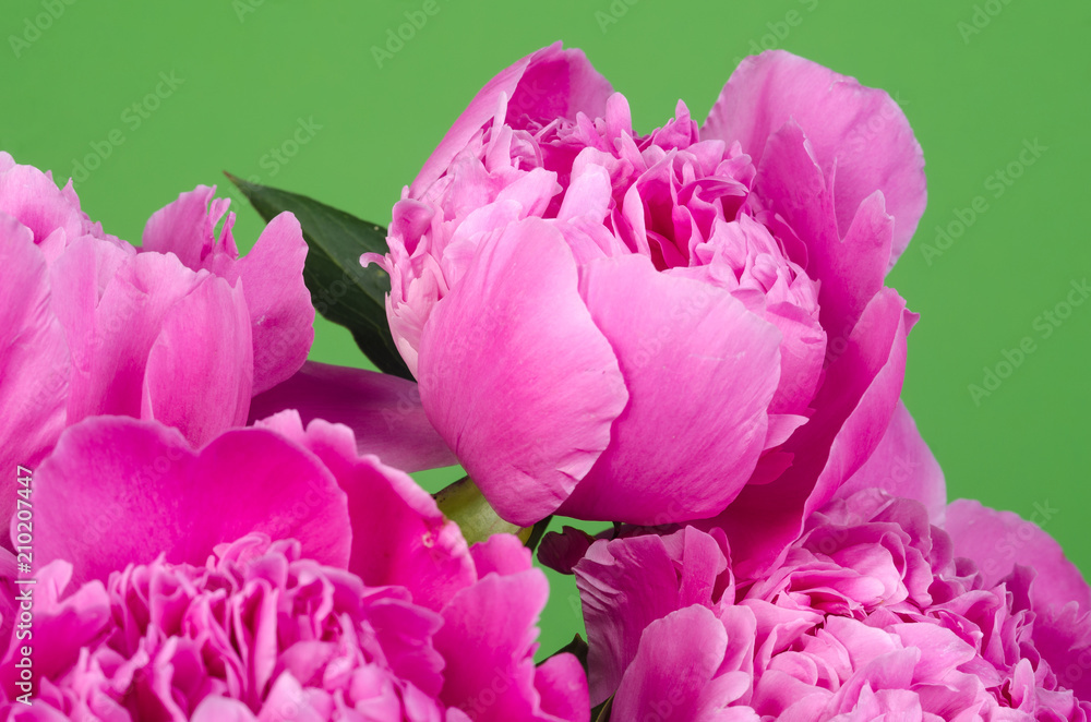 Peony flowers close-up on green background