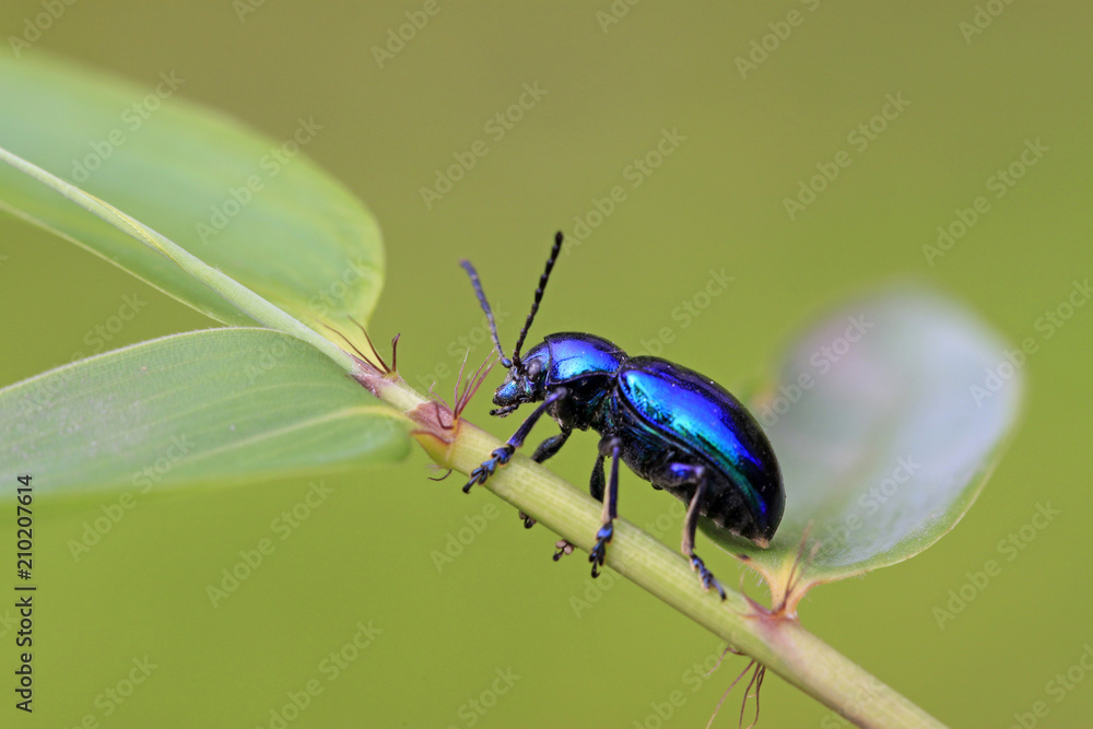 purple leaf beetle purple leaf beetle