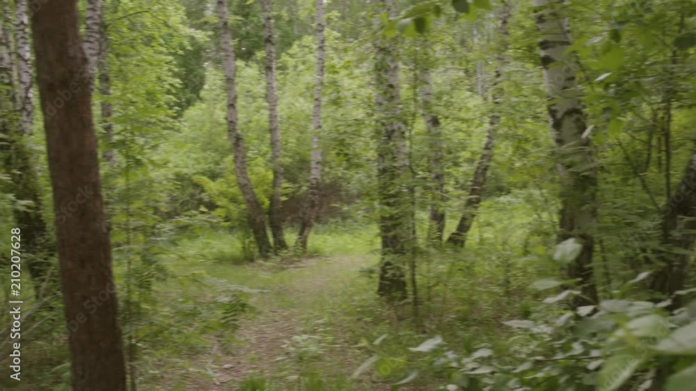 inside the dense summer green forest inside the dense summer green forest