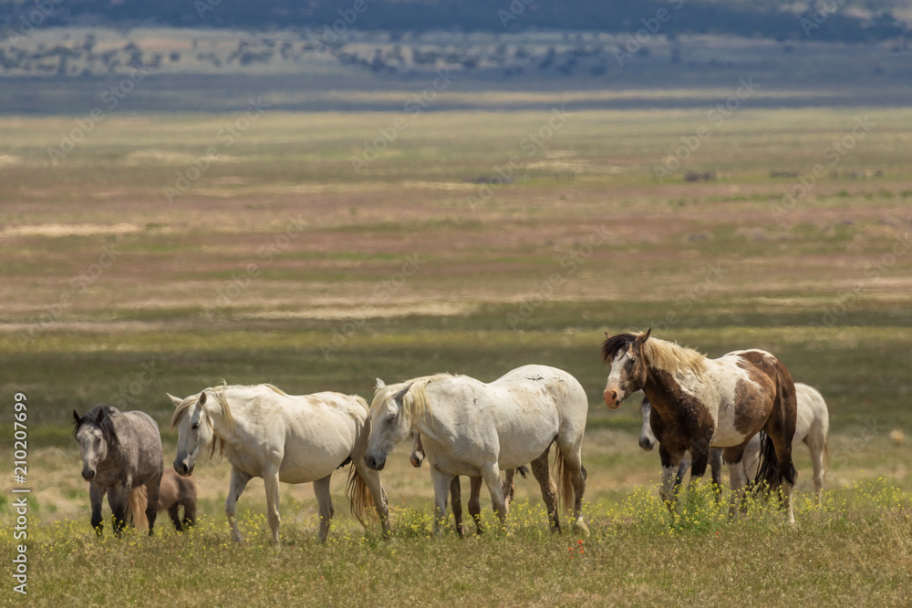 Herd of Wild Horses in Utah in Summer