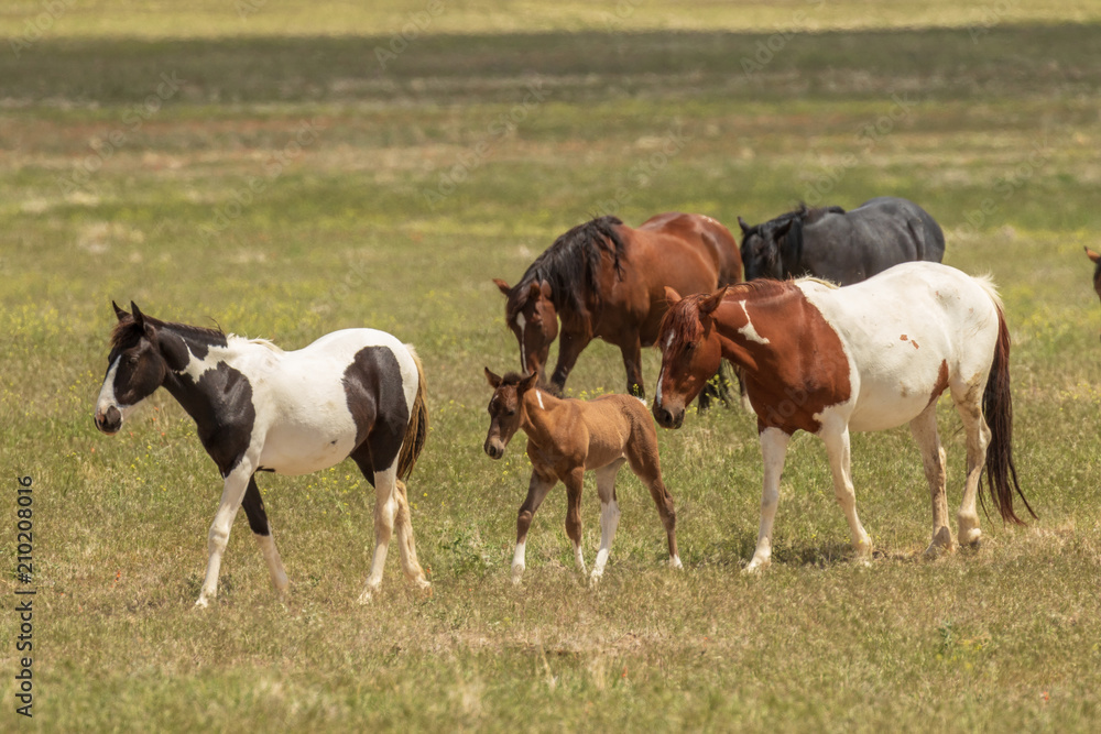 Herd of Wild Horses in Utah in Summer Herd of Wild Horses in Utah in Summer