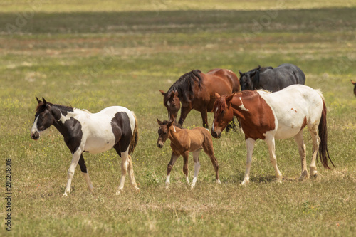 Herd of Wild Horses in Utah in Summer