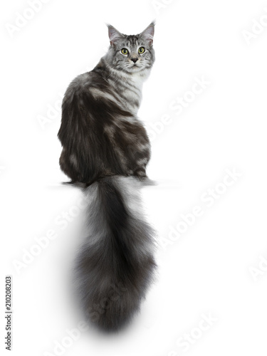 Wallpaper Mural Pretty young adult black silver tabby Maine Coon cat sitting backwards on white background, looking over shoulder at the lens with big fluffy tail hanging over edge Torontodigital.ca