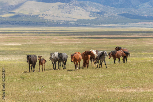 Herd of Wild Horses in Utah in Summer