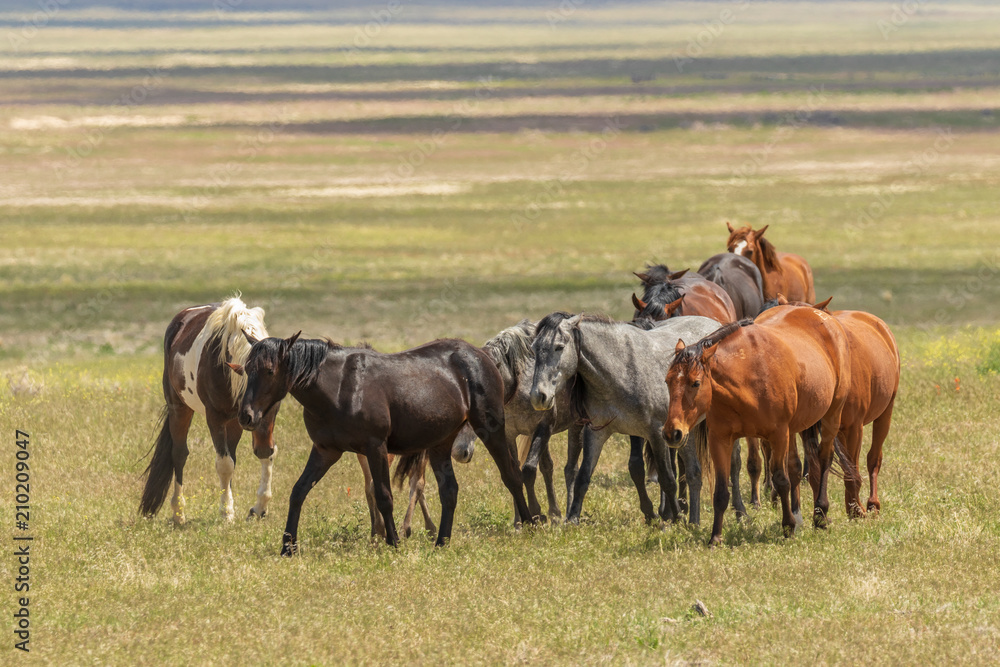 Herd of Wild Horses in Utah in Summer