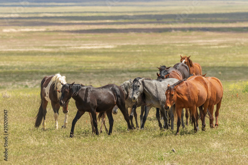 Herd of Wild Horses in Utah in Summer