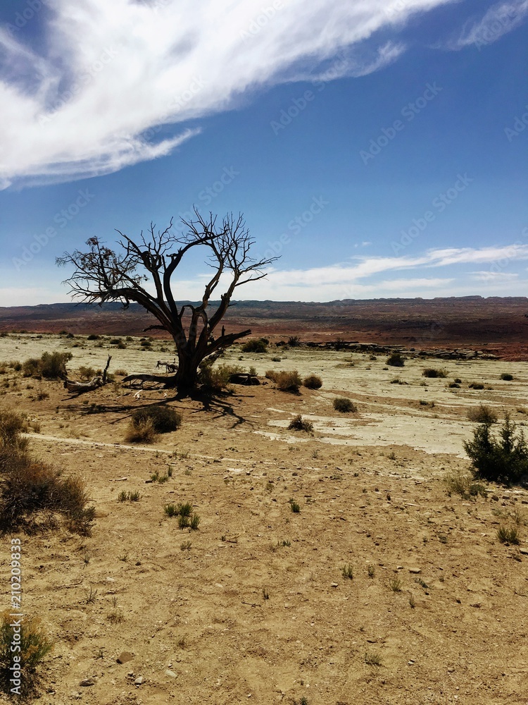 Lone Tree