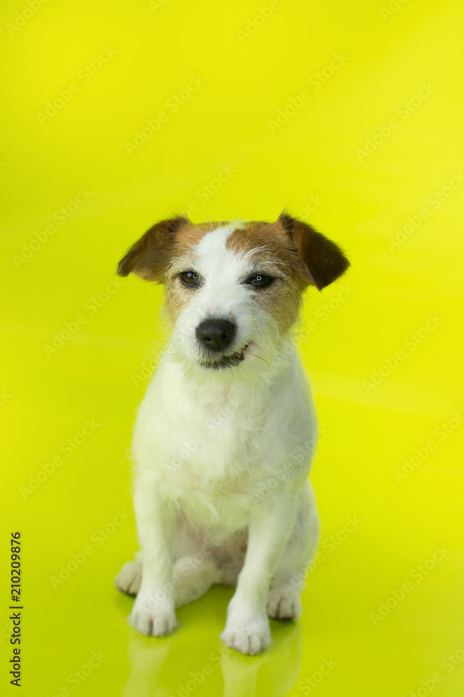 ANGRY JACK RUSSELL DOG SITTING ON YELLOW BACKGROUND ISOLATED.