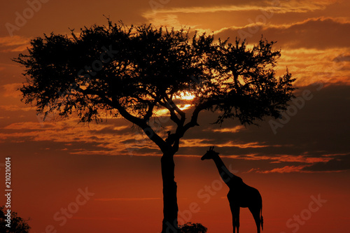 Acacia tree, sunset and giraffes silhouette in Maasai Mara National Reserve, Kenya, South Africa. 