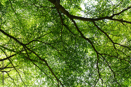 tree branches and foliage in the morning