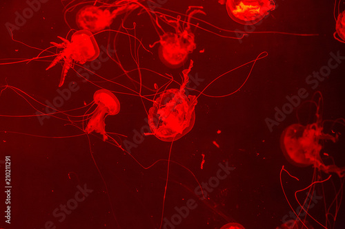 Fototapeta Naklejka Na Ścianę i Meble -  Red sea jellyfish