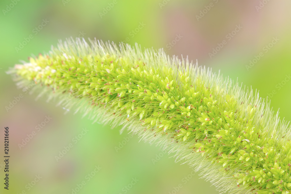 bristlegrass