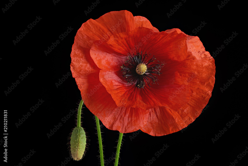 Obraz premium Red poppy flower and bud isolated on black background. Large depth of field.