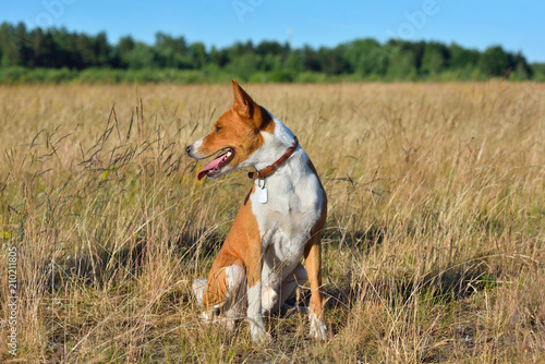 Basenji or African Bush Dog