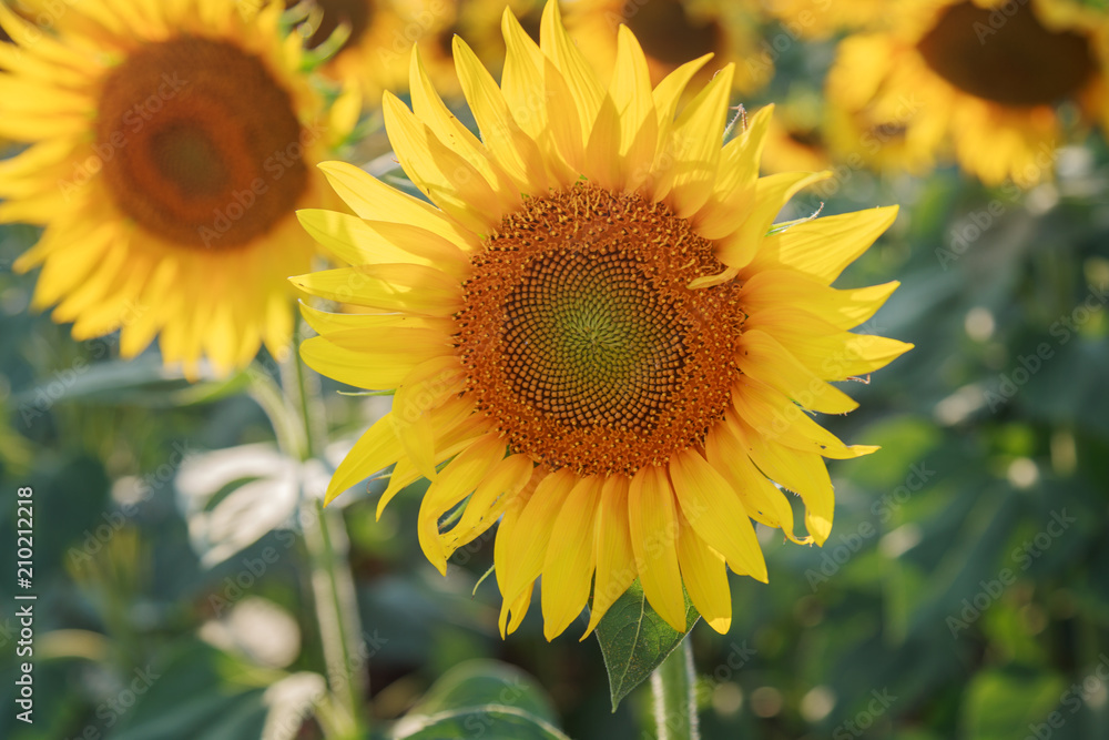 Yellow sunflower sun