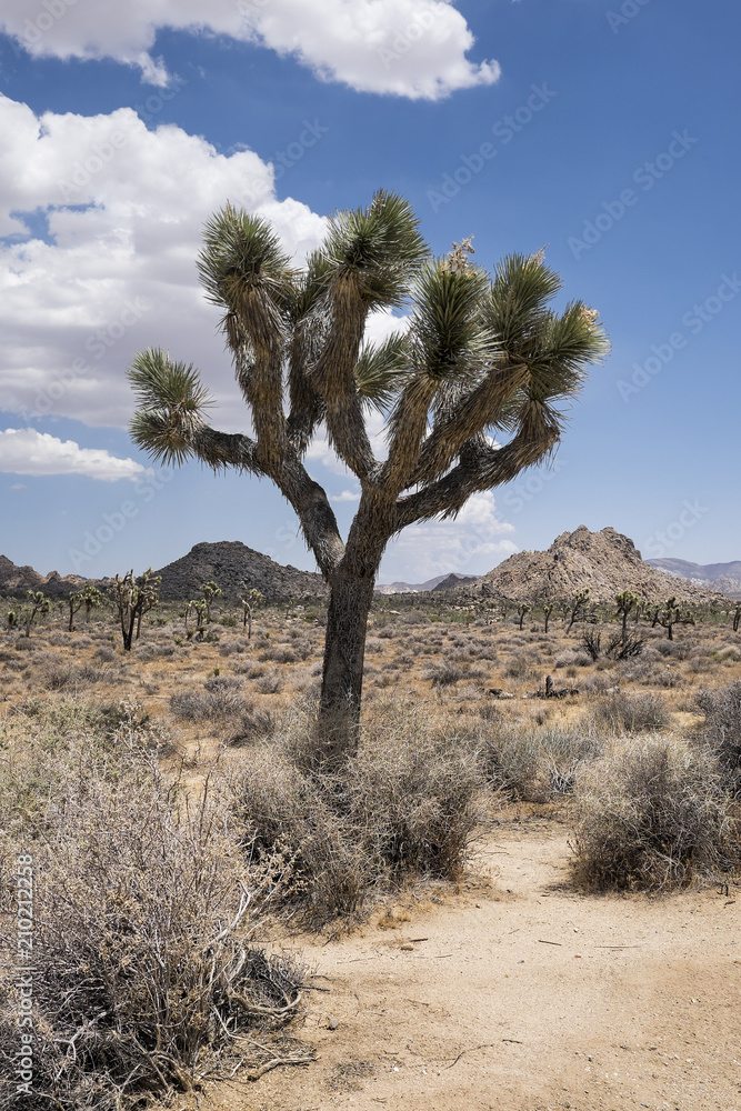 Joshua Tree