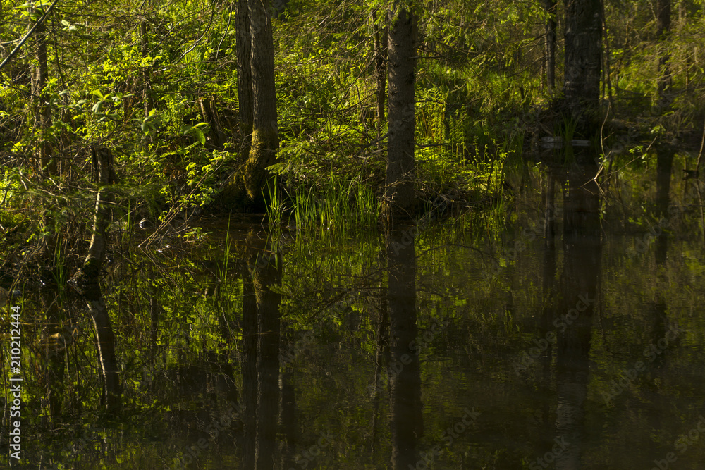 small shady forest lake with reflections of surrounding trees small shady forest lake with reflections of surrounding trees