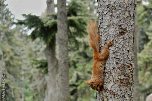 Red squirrel acrobat