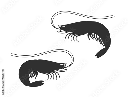 Shrimp silhouette. Isolated shrimp on white background. Prawns