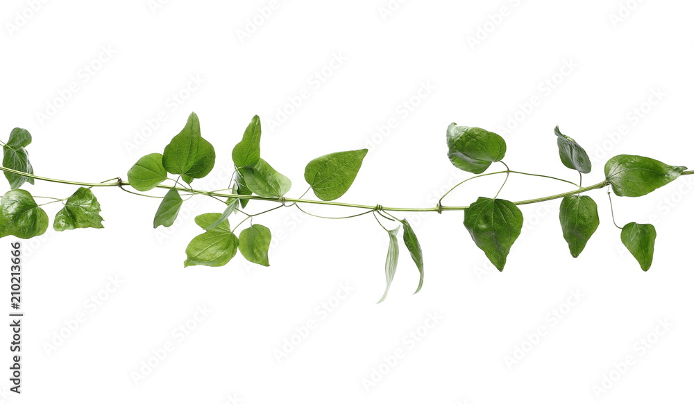 wild green liana jungle vine with foliage isolated on white background, clipping path wild green liana jungle vine with foliage isolated on white background, clipping path