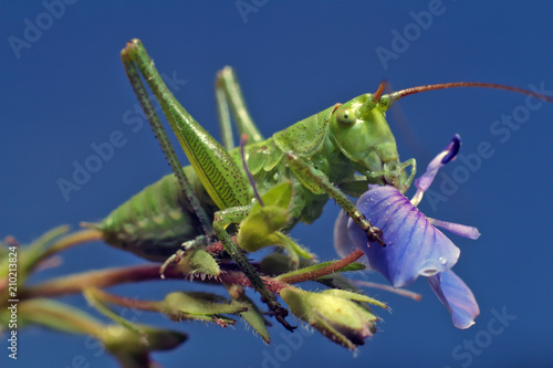 Small grasshopper sitting on grass.   © achkin