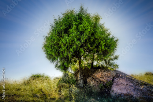 Rock and tree