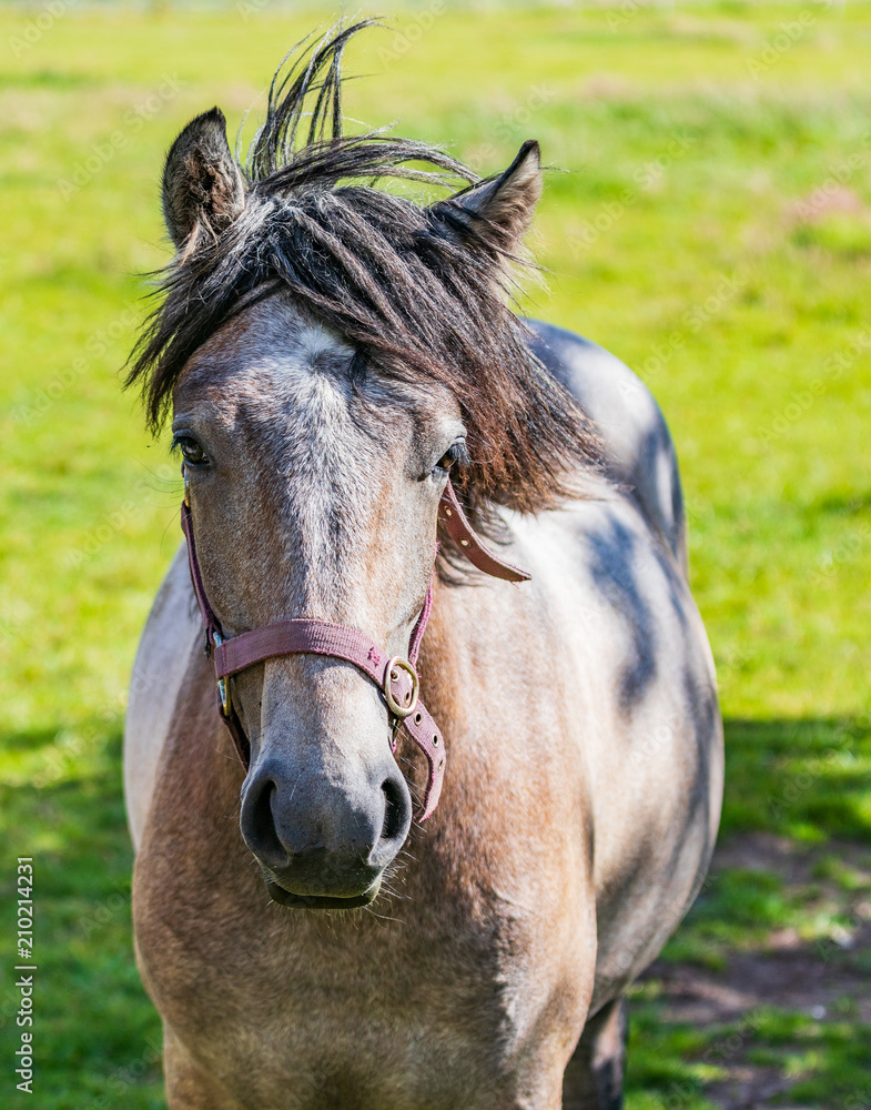 Fototapeta premium Markinch horses in the fields