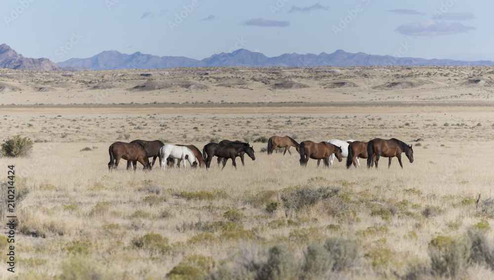 Onaqui Herd wild mustangs in the Great Desert Basin, Utah USA Onaqui Herd wild mustangs in the Great Desert Basin, Utah USA