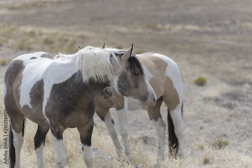 Obraz premium Onaqui Herd wild mustangs in the Great Desert Basin, Utah USA
